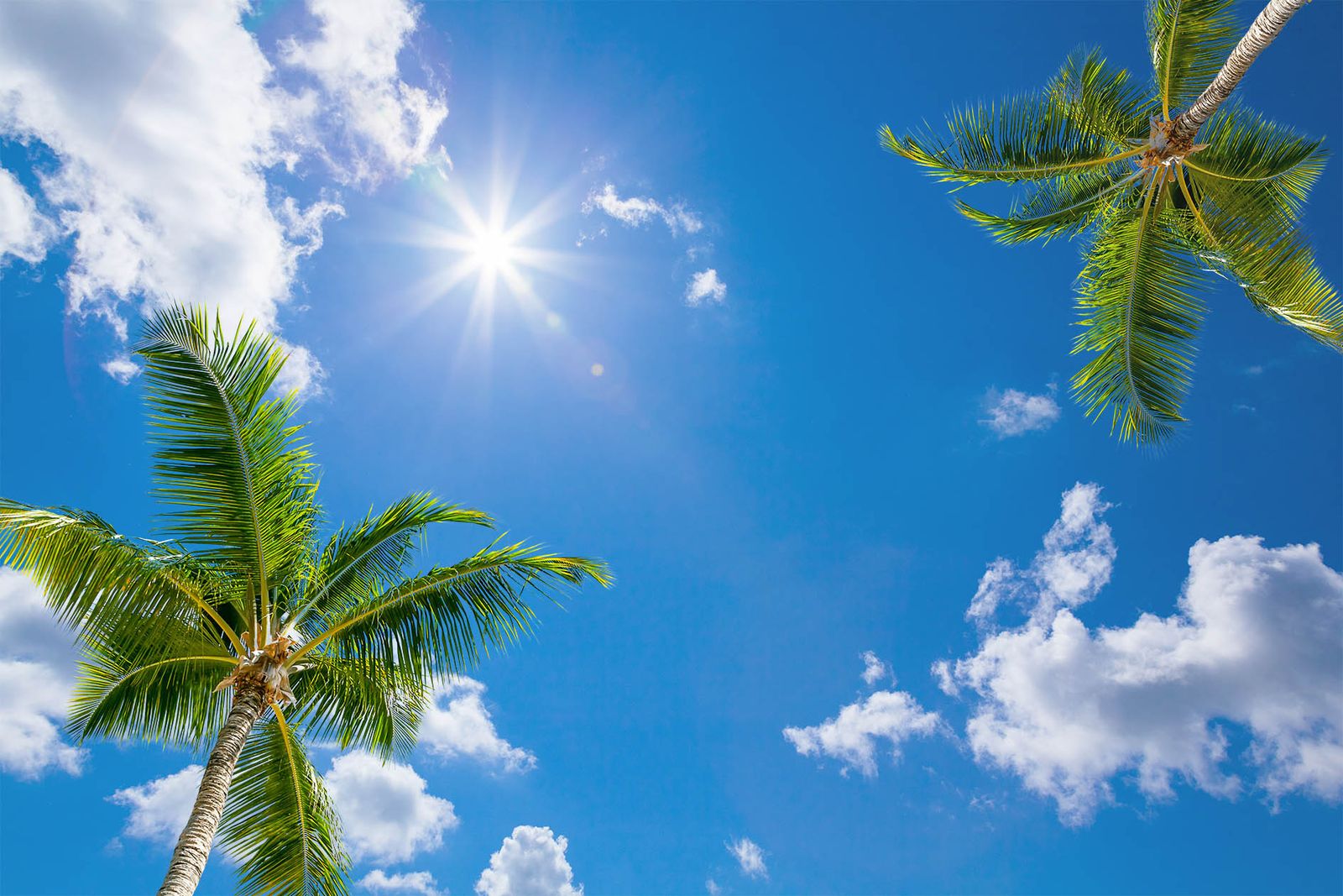 Wolkenplafond Palmera