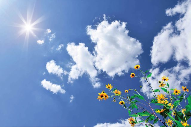 Wolkenplafond Bloemen