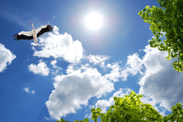 Wolkenplafond Vogels
