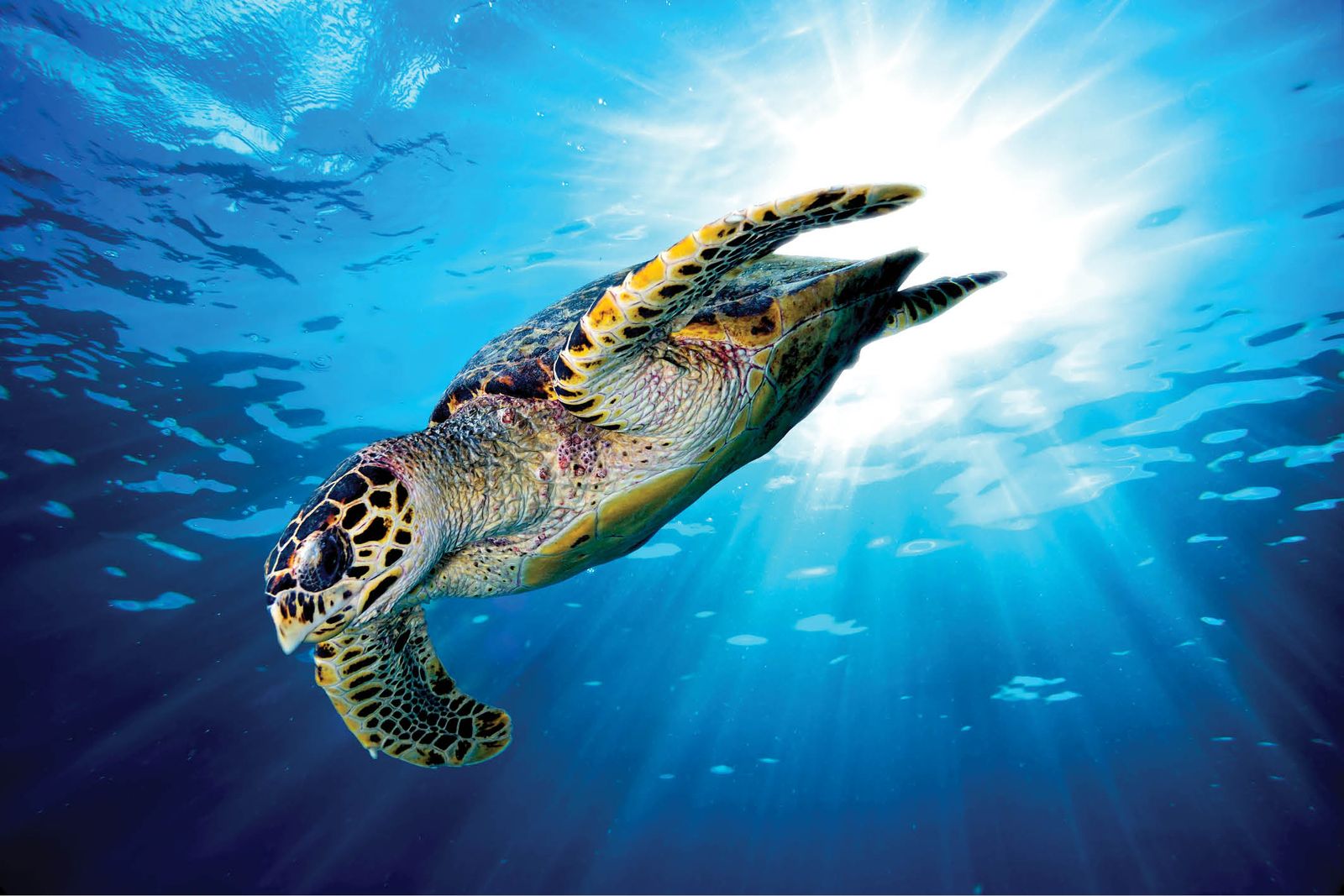 Wolkenplafond Zeeschildpad