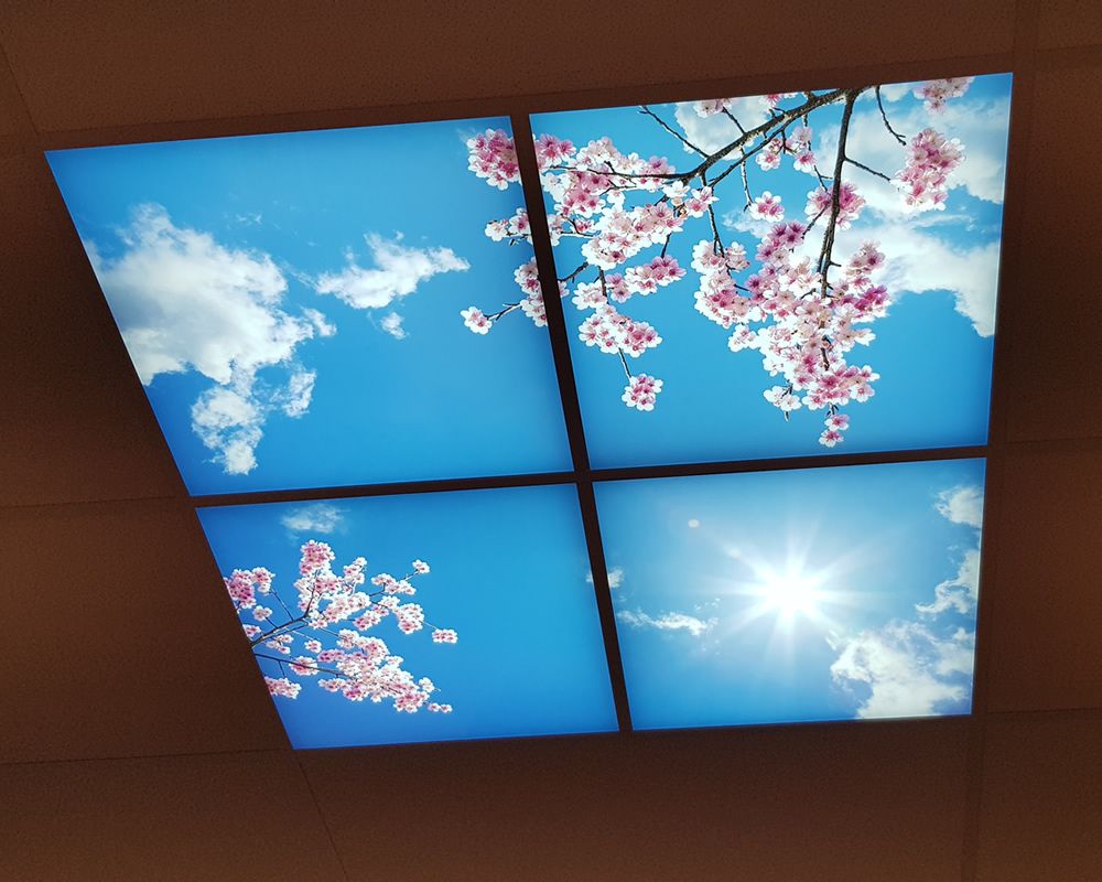 Wolkenplafond met kersenbloesem